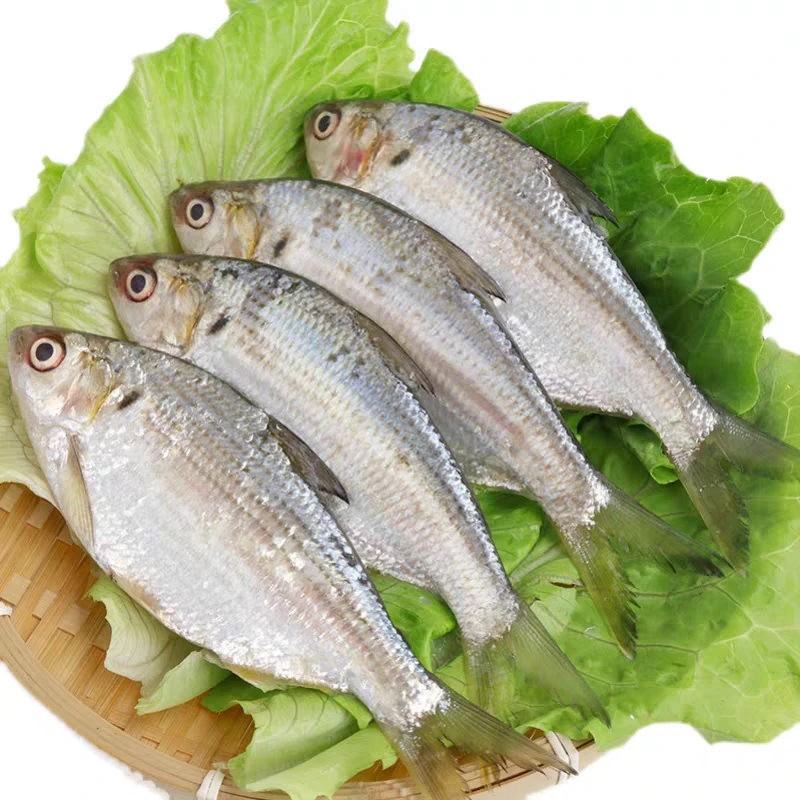 大雌鱼 渤海湾新鲜下船