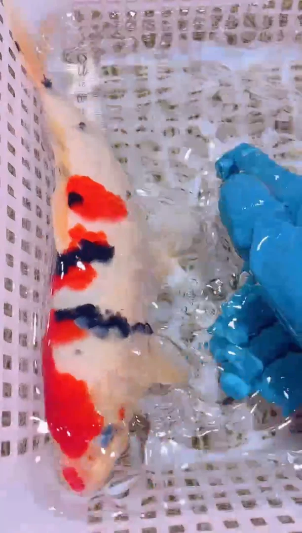 锦鲤冷水观赏鱼全场包邮103