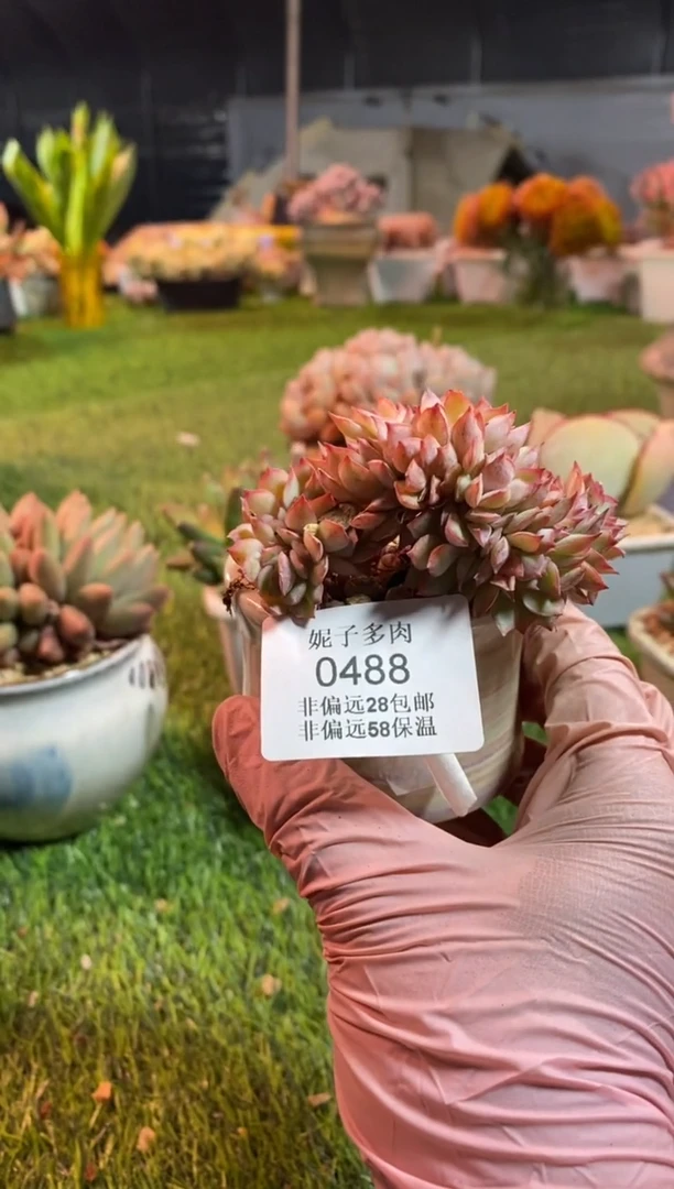 【闪购商品】0488a