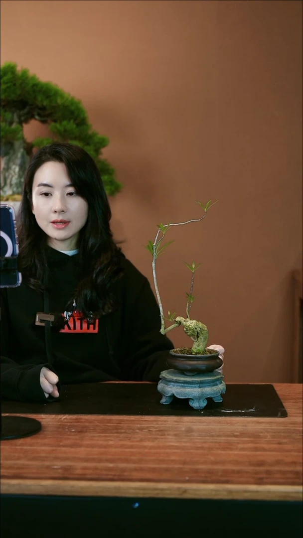 【闪购商品】盆景栀子花