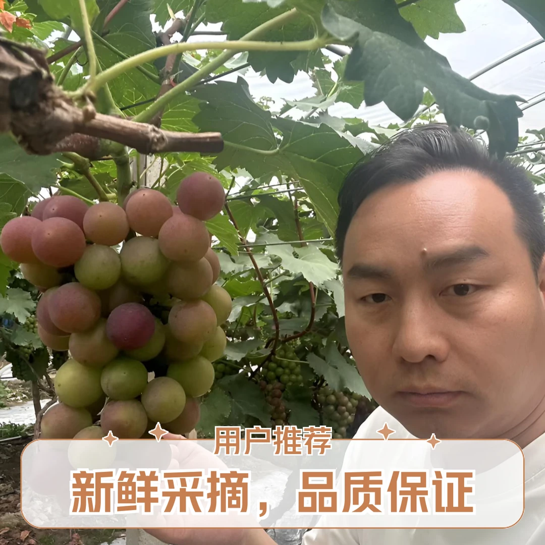 马陆巨峰葡萄新鲜当季水果现采现摘顺丰包邮上海市