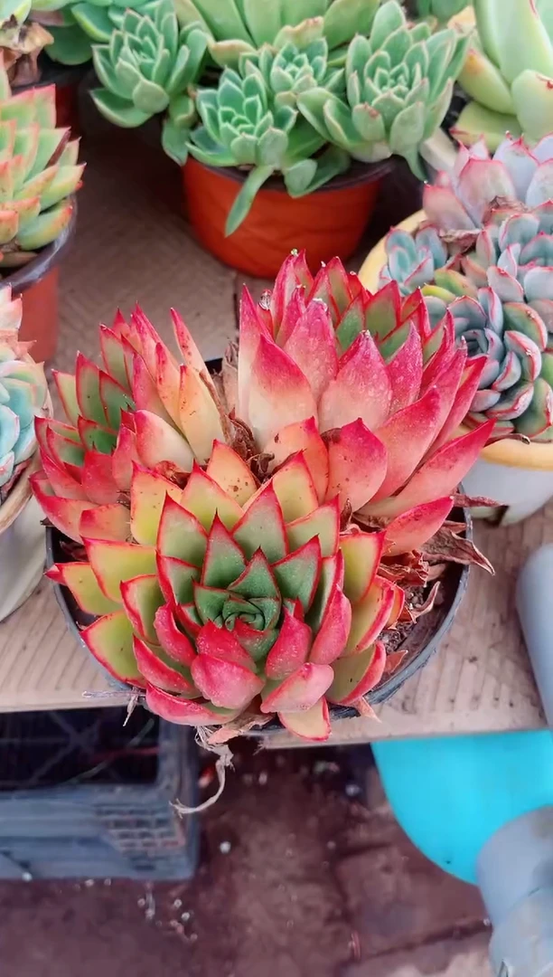 ?**?06103多肉植物一物一拍