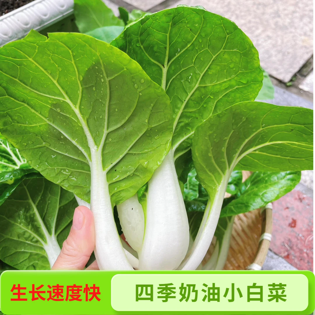 【四季奶油小白菜种子】脆甜小白菜种子庭院阳台盆栽四季蔬菜种子