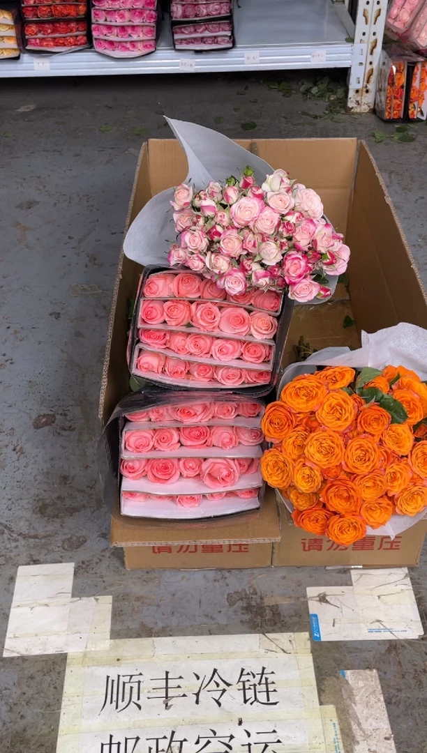 戴安娜2扎+折射1扎+橙色芭比1扎