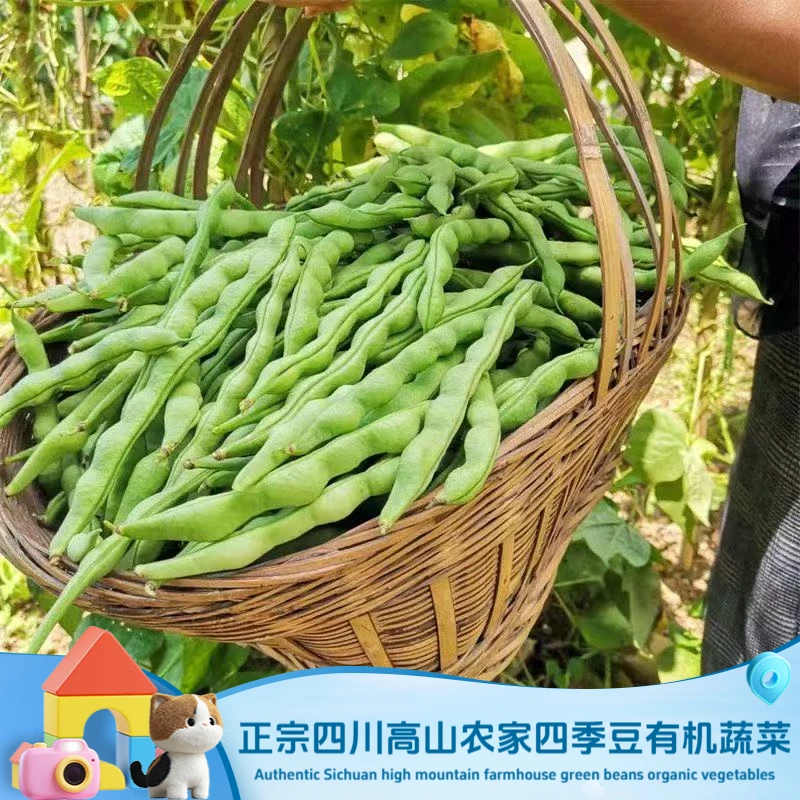 四川高山农家时令蔬菜新鲜四季豆大青豆棒豆肉冷链包邮