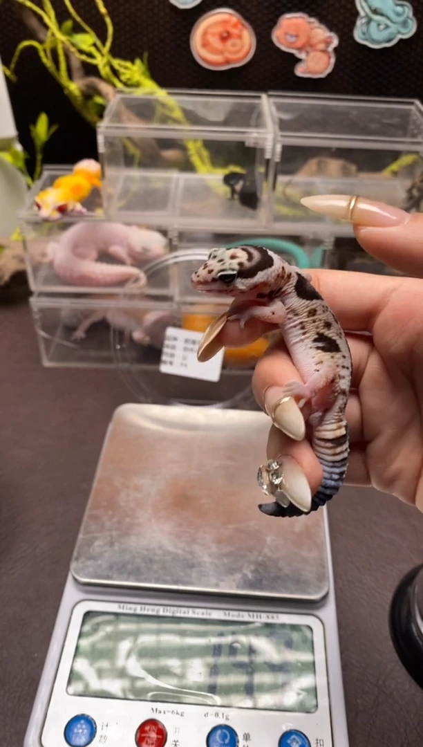 肥尾守宫 鳞与尾 Scale Tail 爬宠F4