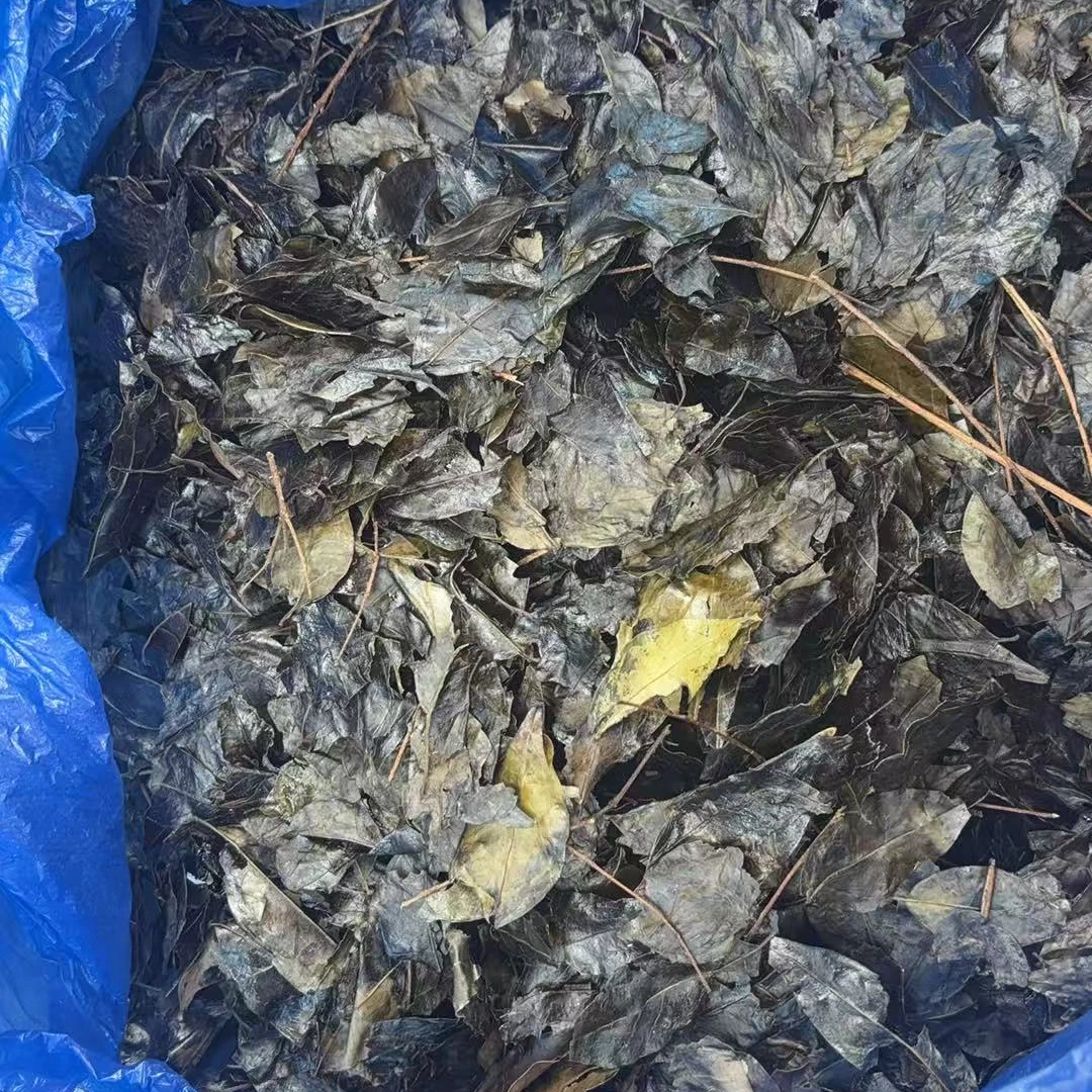 江怀助农专属 现场收货 苦丁茶  散装称重 以直播间为准