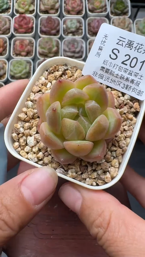 201S带盆土发 当场拍3颗以上包柚 多肉植物 一物一拍