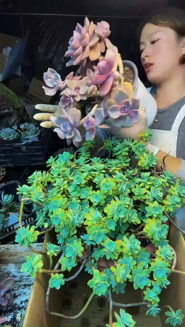 46号一物一拍 默认微瑕不售后