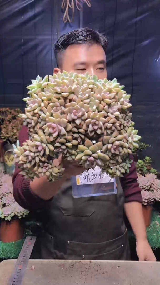 278淡雪缀化（一物一拍）