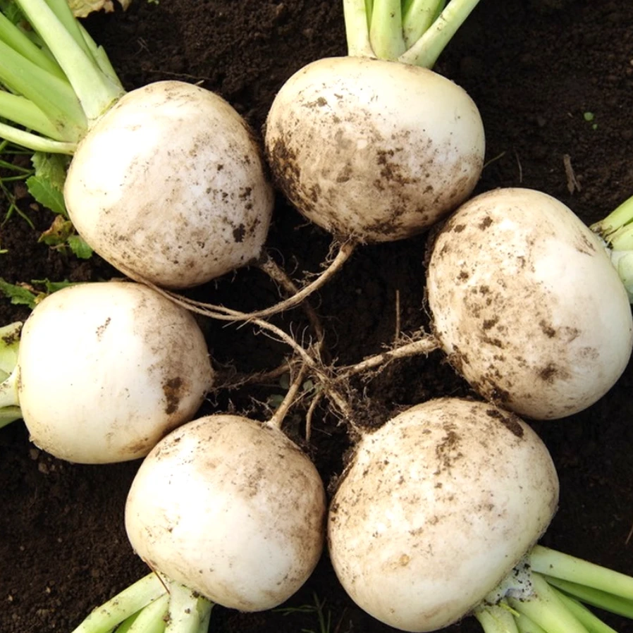 春不老萝卜种子 籽罗卜白萝卜籽秋后冬季种植的蔬菜种籽大全种子