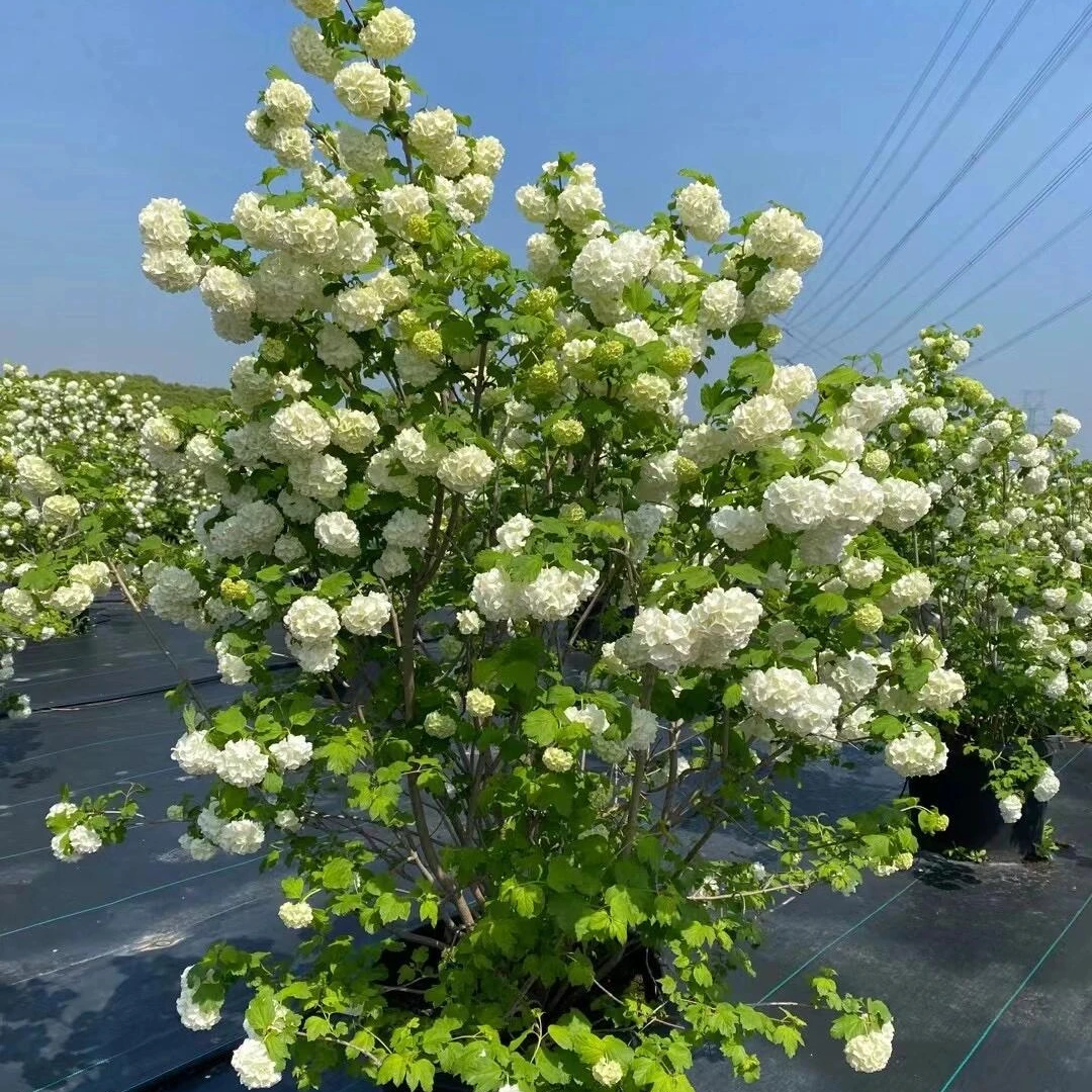 欧洲木绣球大苗 耐寒耐热 庭院栽植新手易栽培易养护