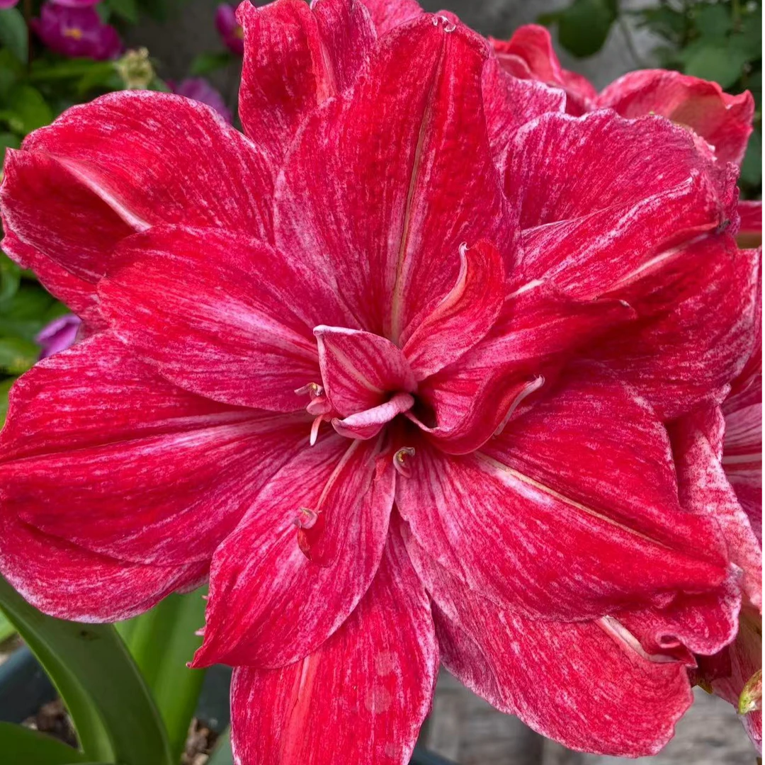 【贵妇】包对版朱顶红种球自然球福利【送肥料】