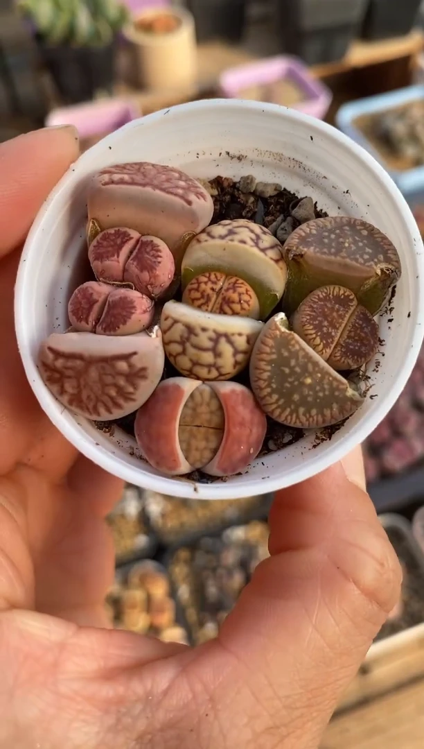 【闪购商品】9009直播一物一拍