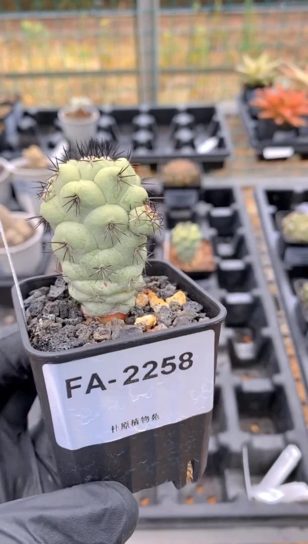 【闪购商品】帝王丸FA-2258