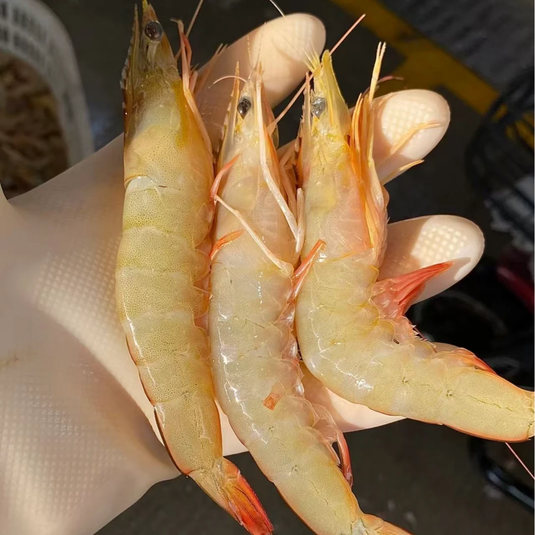 【罗鲜汇】东海大明虾 深海捕捞 新鲜挑选 到手2斤生鲜食材海捕明虾
