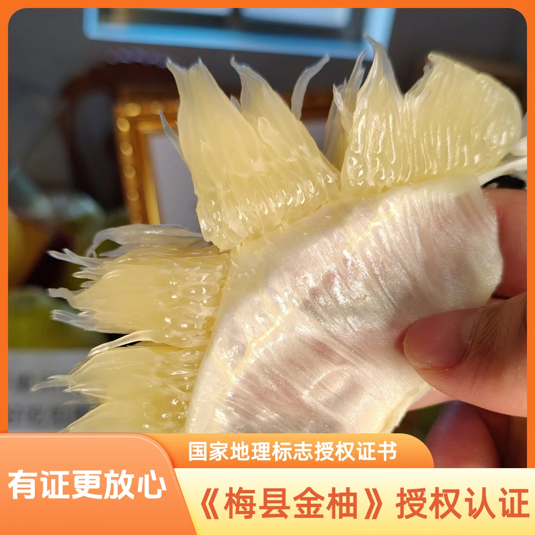 [高甜果]广东梅州金柚沙田柚纯甜水果柚子