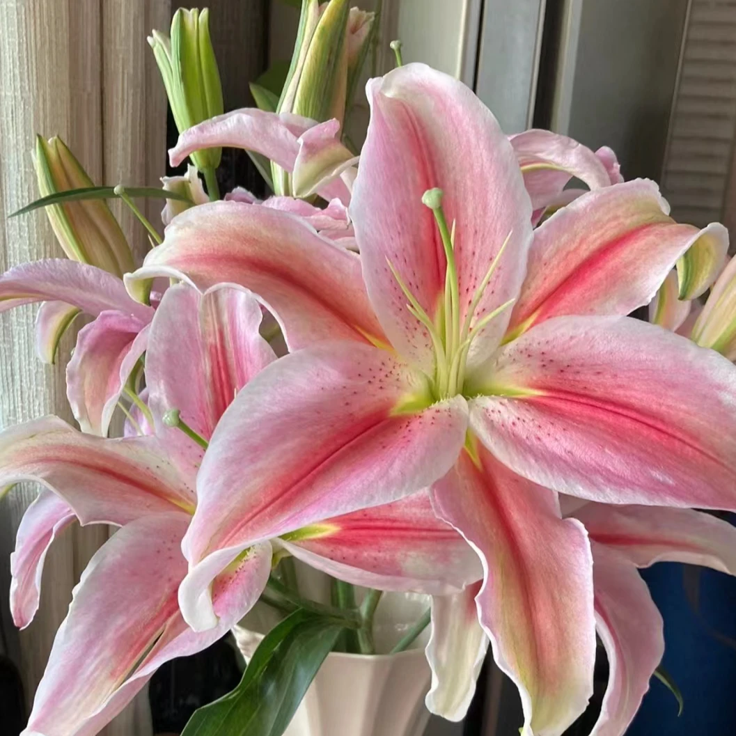 罗蒂百合 粉色百合 一头4支4朵    花店摆地摊一手货源  家养水养