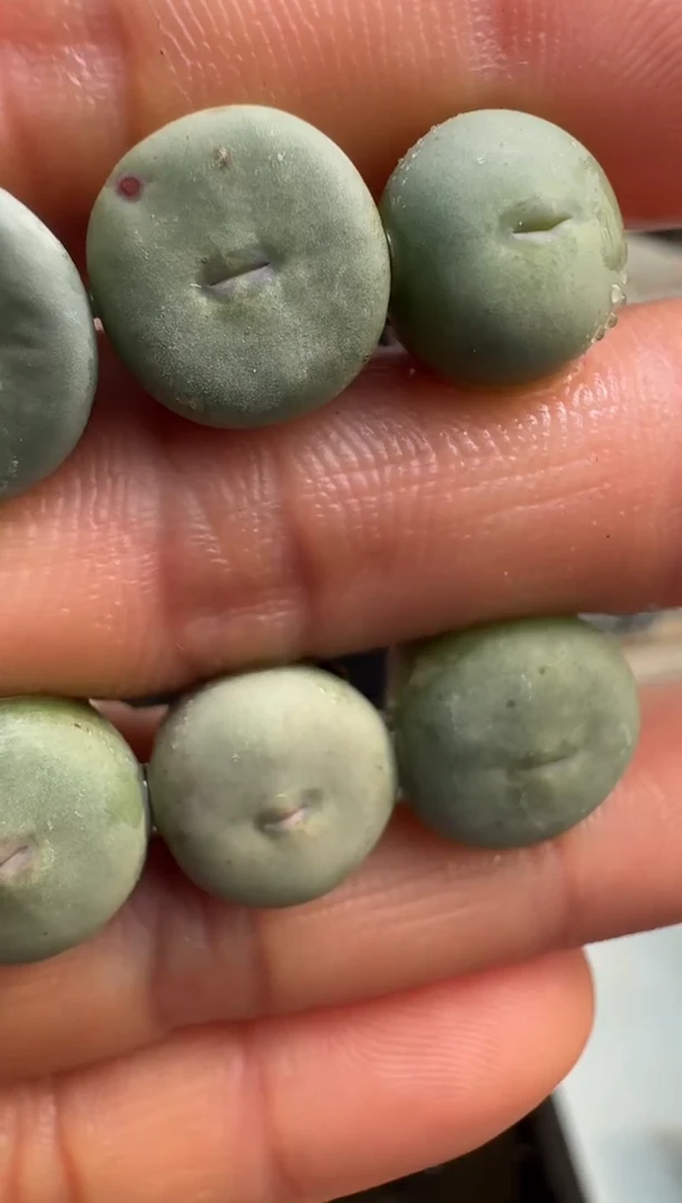 【闪购商品】1/23-36歌姬一颗