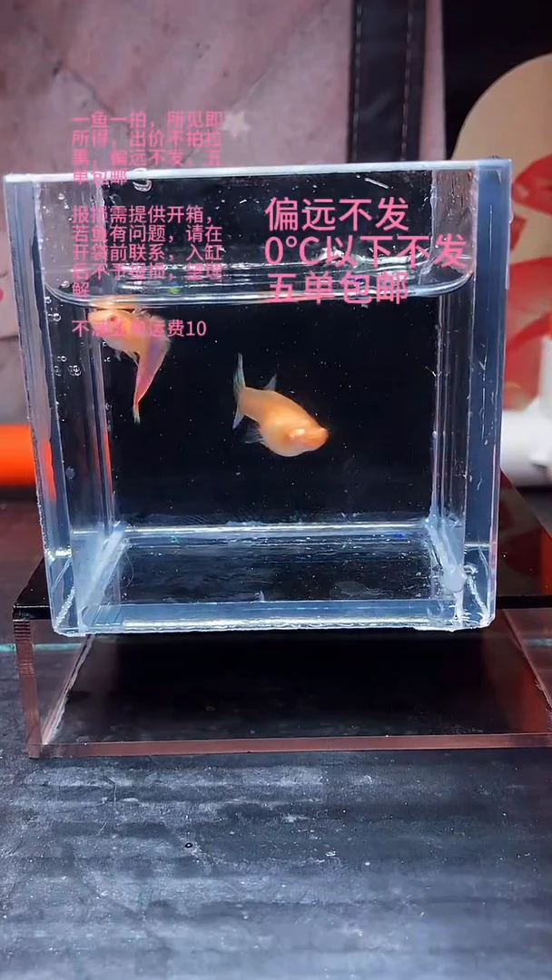 孔雀鱼孔雀鱼 56