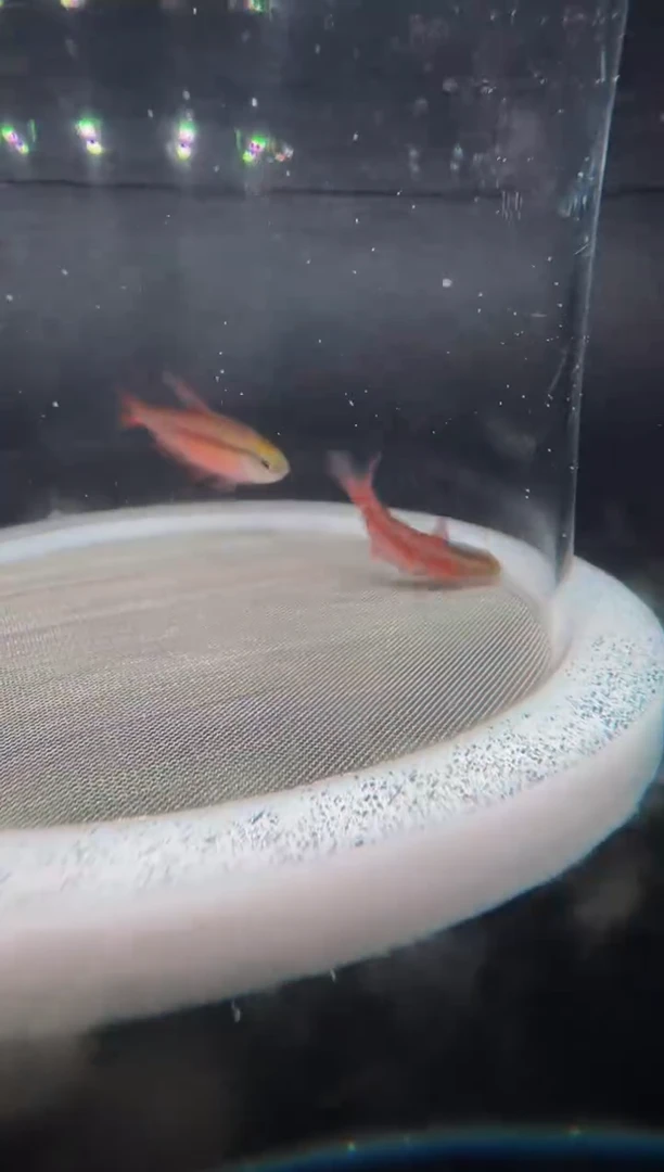 灯科鱼尊****人K25-25号超黄2.5cm左右（不包黑点）1条