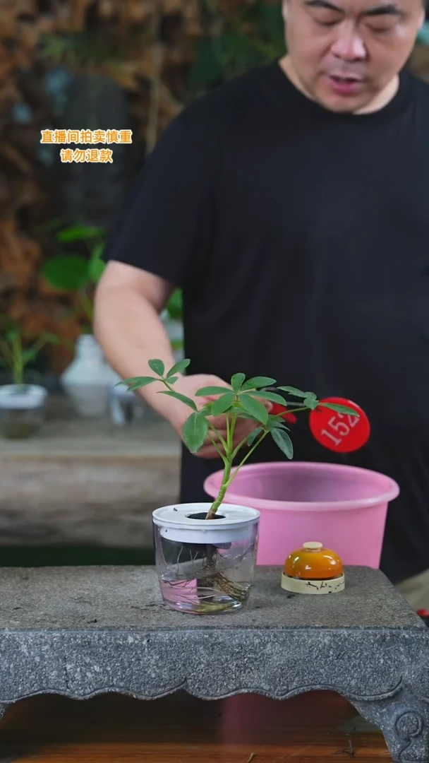 当前无花栽培后可以开花124鸭脚木