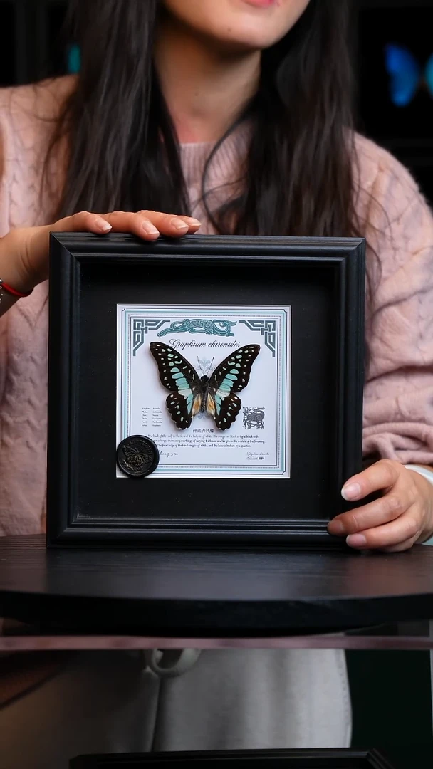 碎斑青凤蝶盲盒版