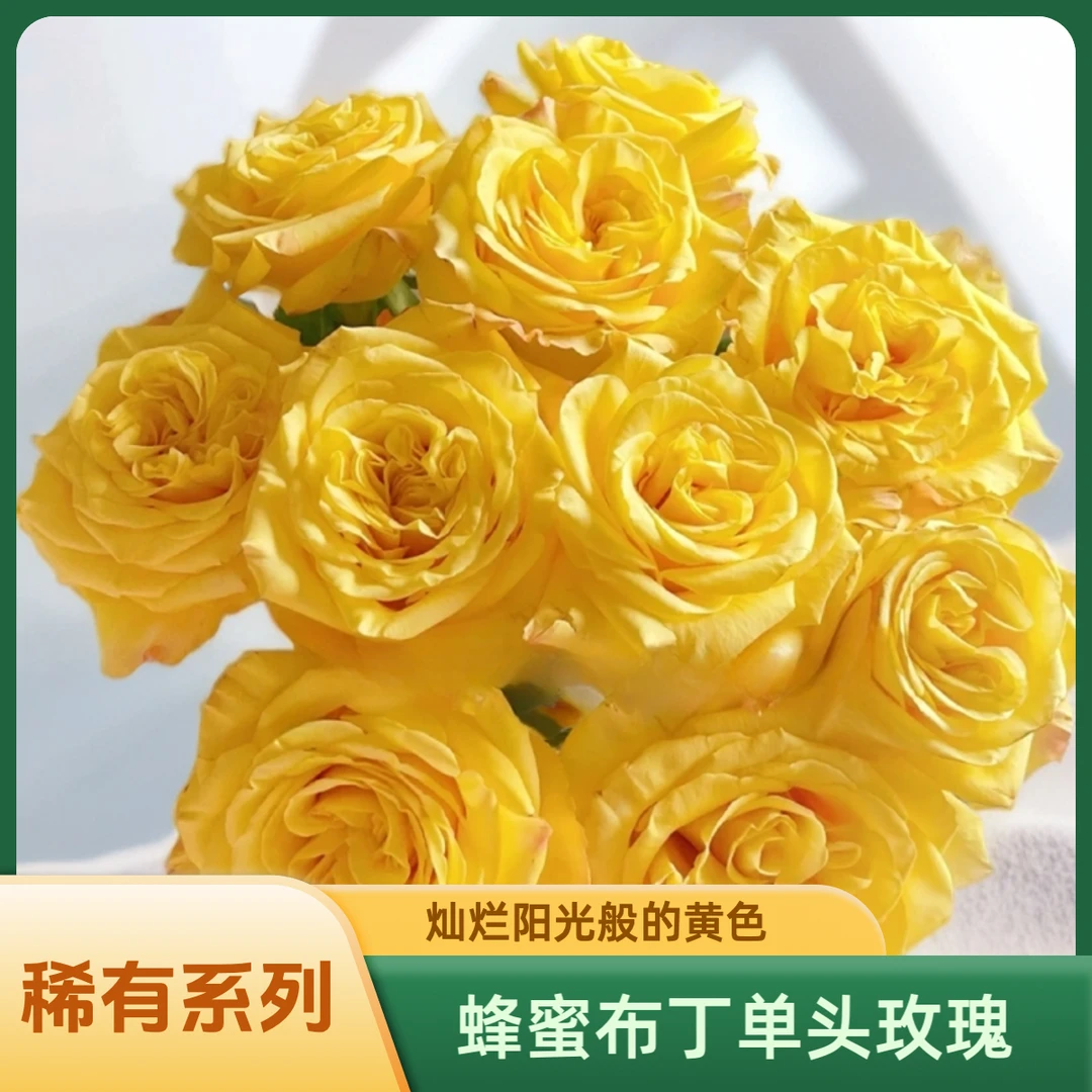 【AAA蜂蜜布丁单头玫瑰】大花浓香花型似布丁，颜色如蜂蜜般甜蜜诱人