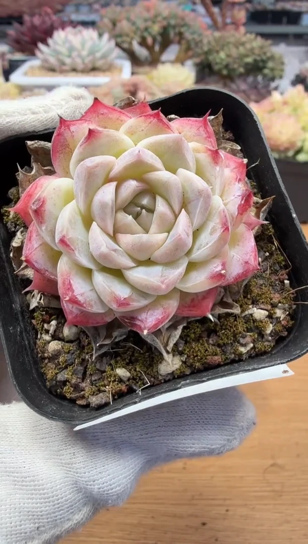 东云多肉园二店-130