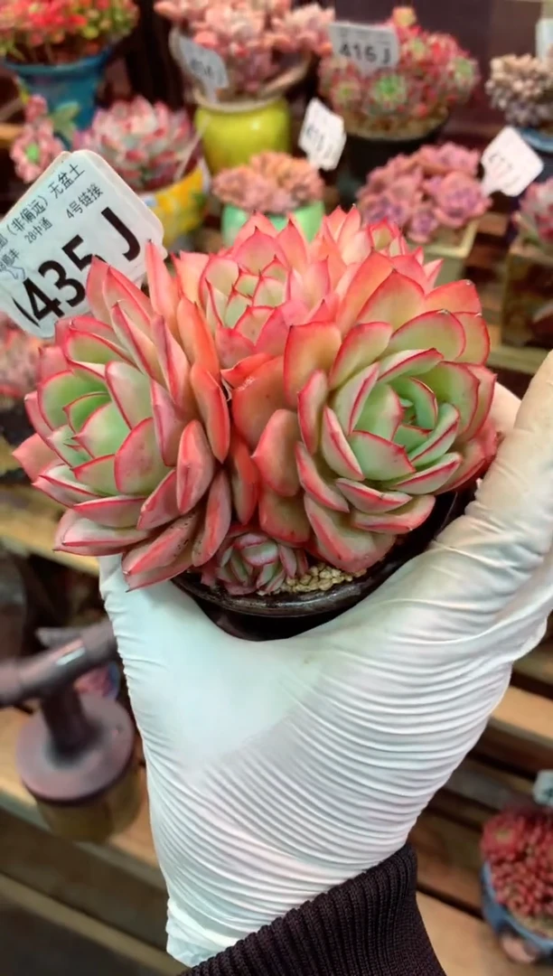 435J（一物一拍，精品多肉，w所见即所得 ）