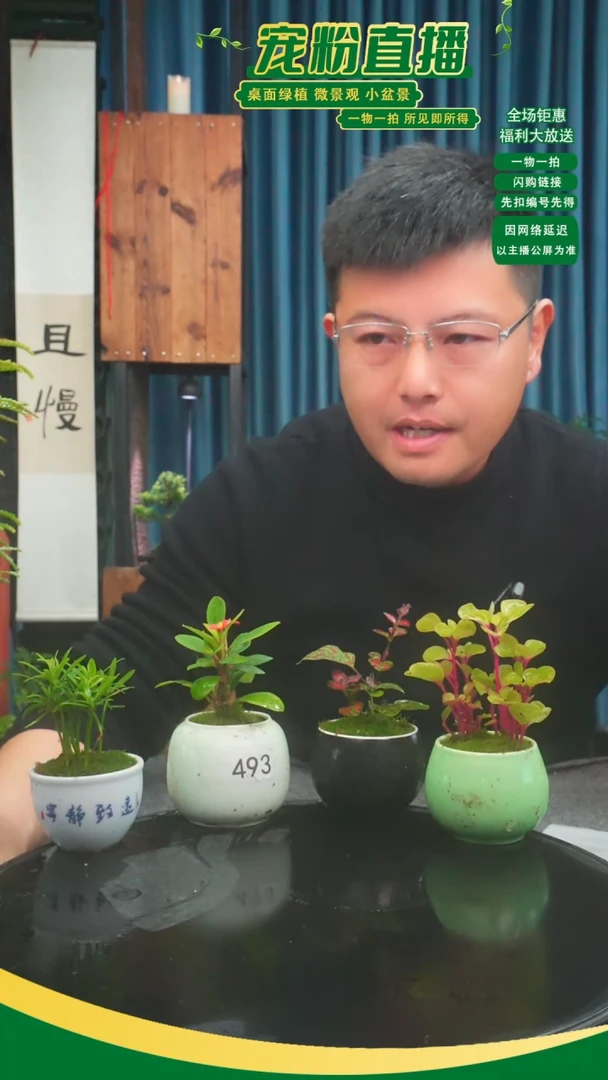 无花朵儒**香苔藓微景观493号