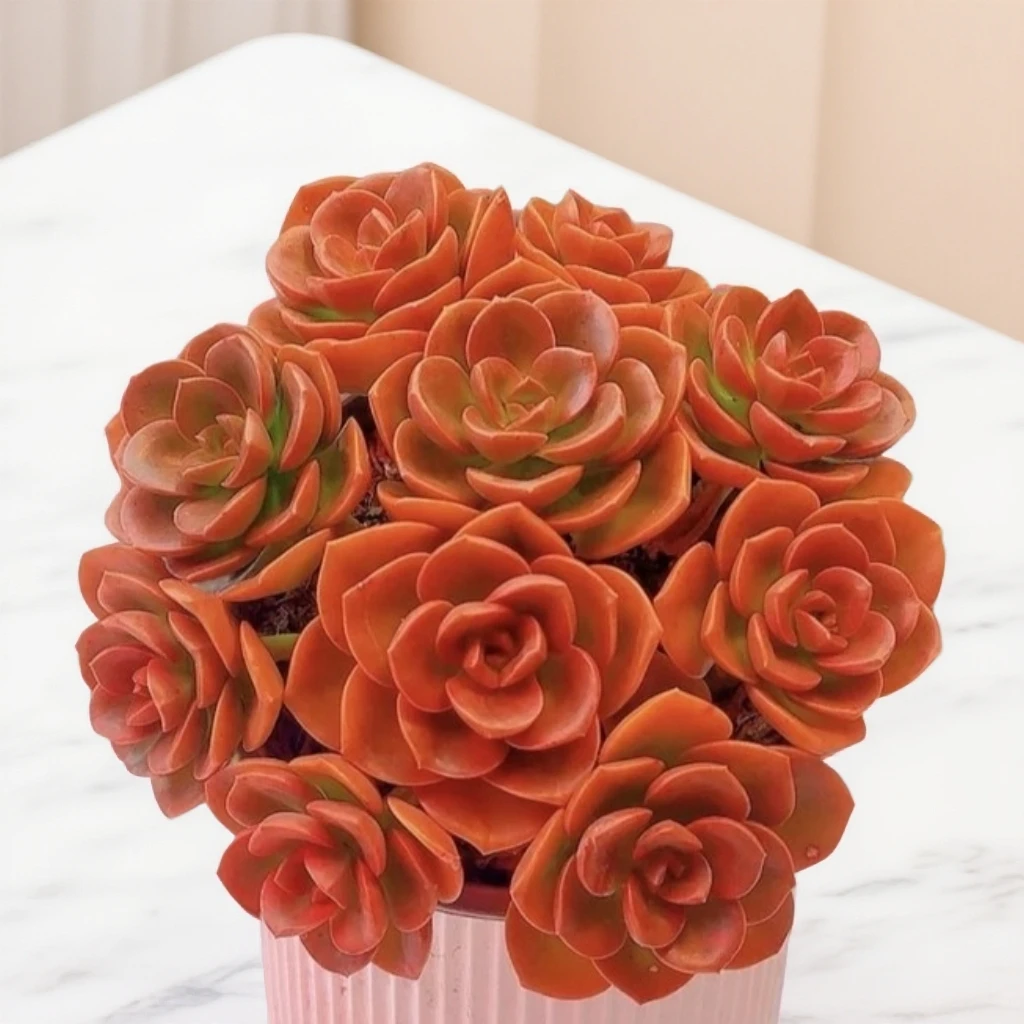 玫瑰盆栽巧克力【散桩带盆土发】两单包邮多肉植物多肉盆栽好看好养