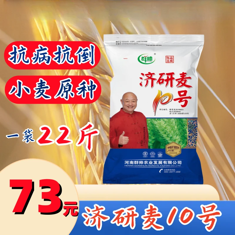 济研麦10号高产小麦种子饱满种植长势稳产抗倒伏抗冻耐寒耐旱