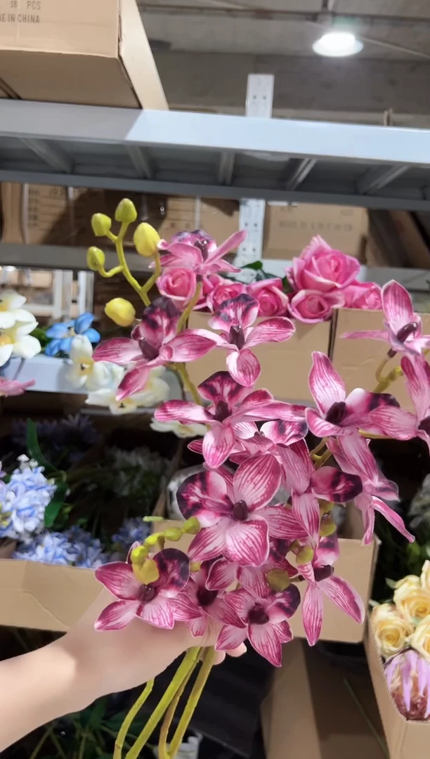 2枝酒红千鸟兰