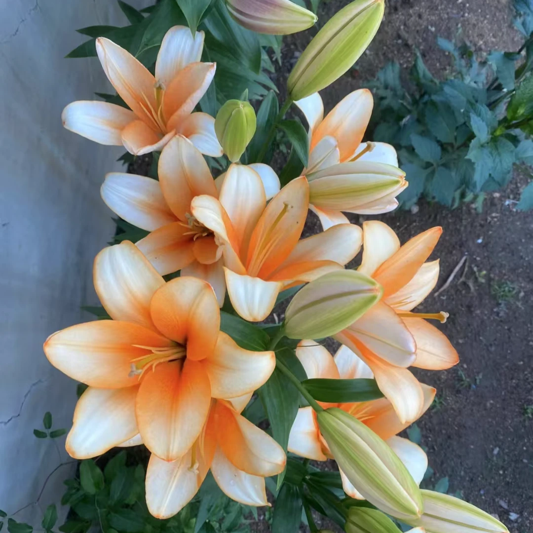 进口百合花种球《罗密欧 周长18/20cm》1颗单瓣有香 多年生