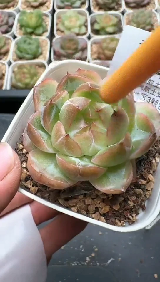 747F云禹多肉植物 默认脱土纸巾打包 3颗包邮
