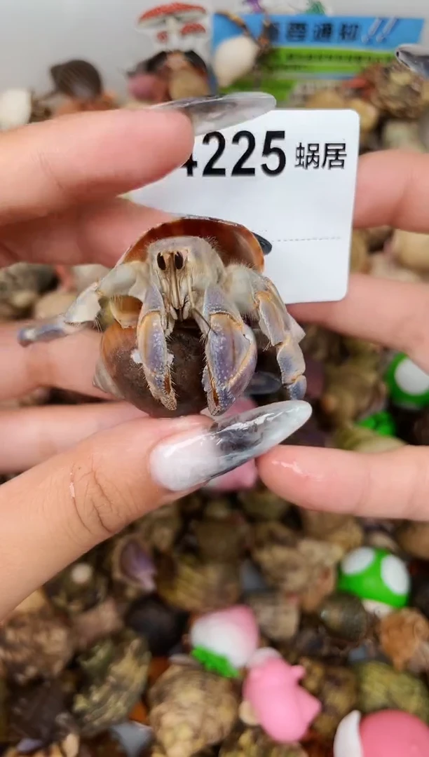 陌派甄选寄居蟹4225