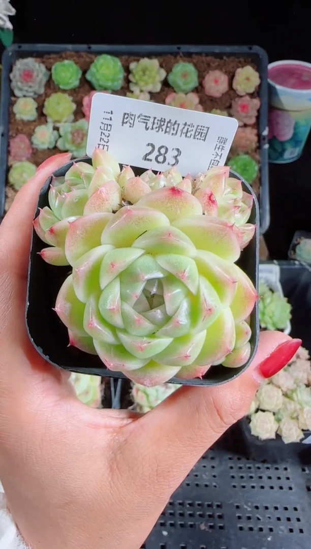 1122-283群生不包整