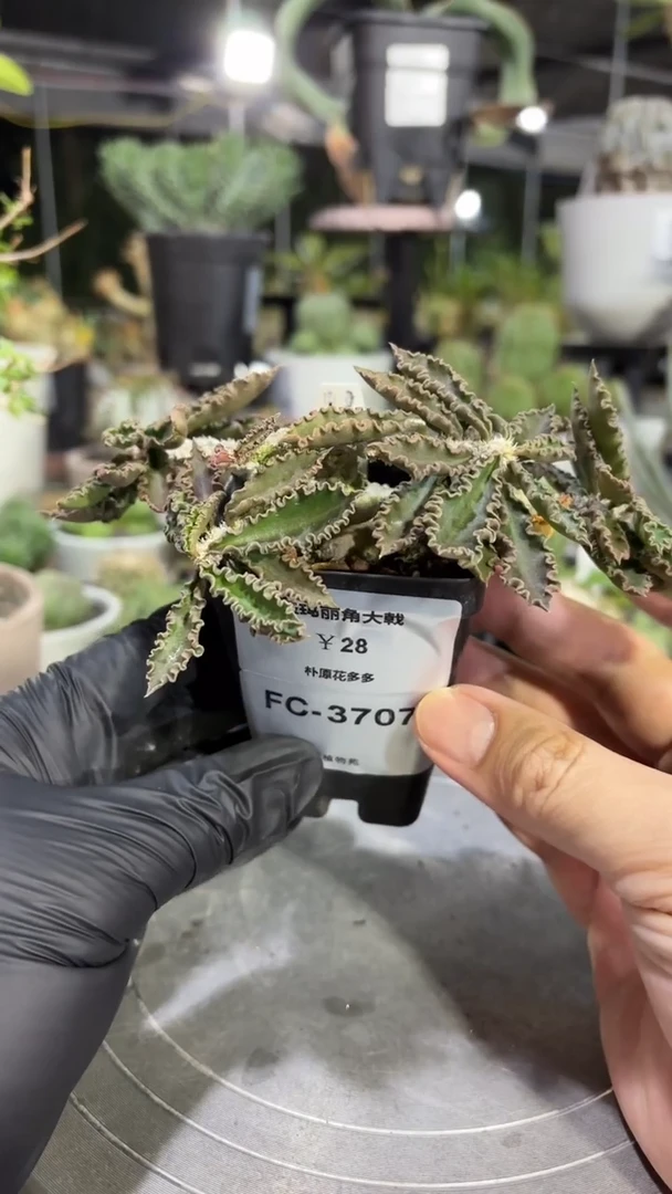 圣玛丽角大戟FC-3707