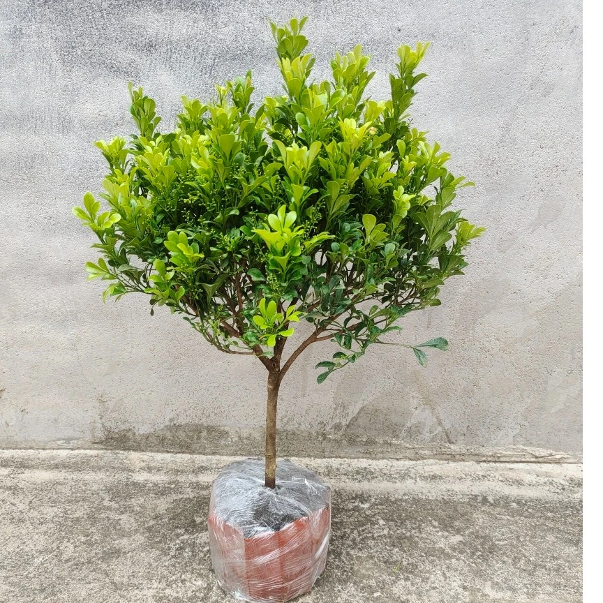 香水米兰花盆栽 棒棒糖花卉植物室内阳台庭院四季开花 带花苞清香