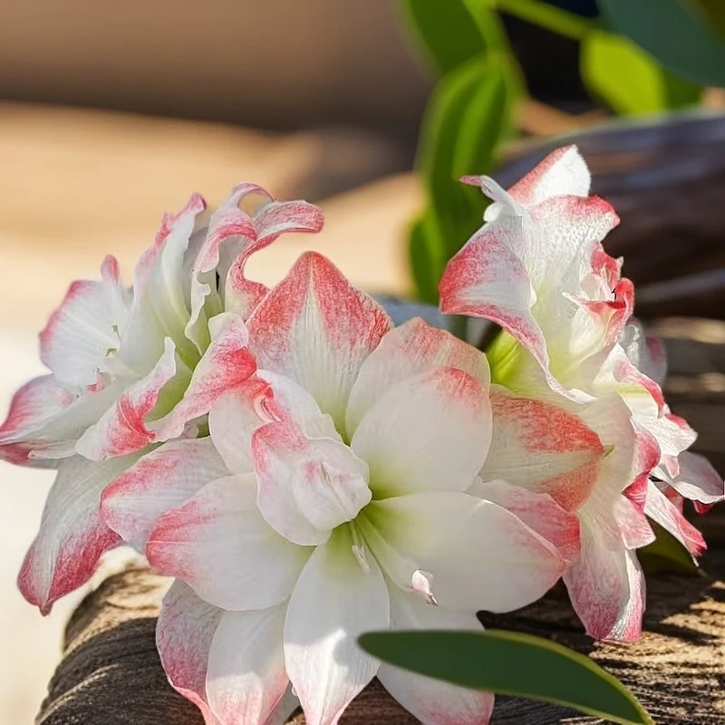 朱顶红荷兰品种糖果庭院黛丝基地自然球朱顶红种球带花苞植物发货