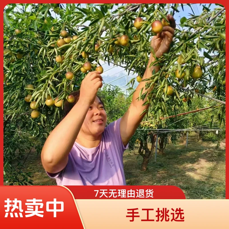 沾化冬枣大果净果3斤5斤嘎嘎，好吃。