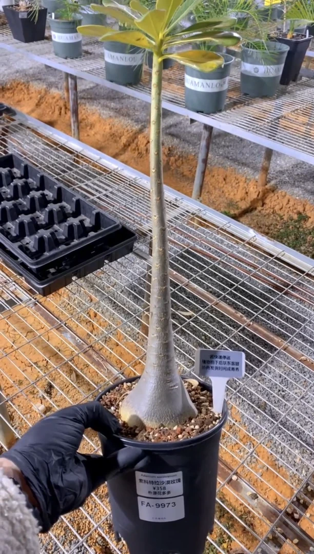 【闪购商品】索科特拉沙漠玫瑰FA-9973