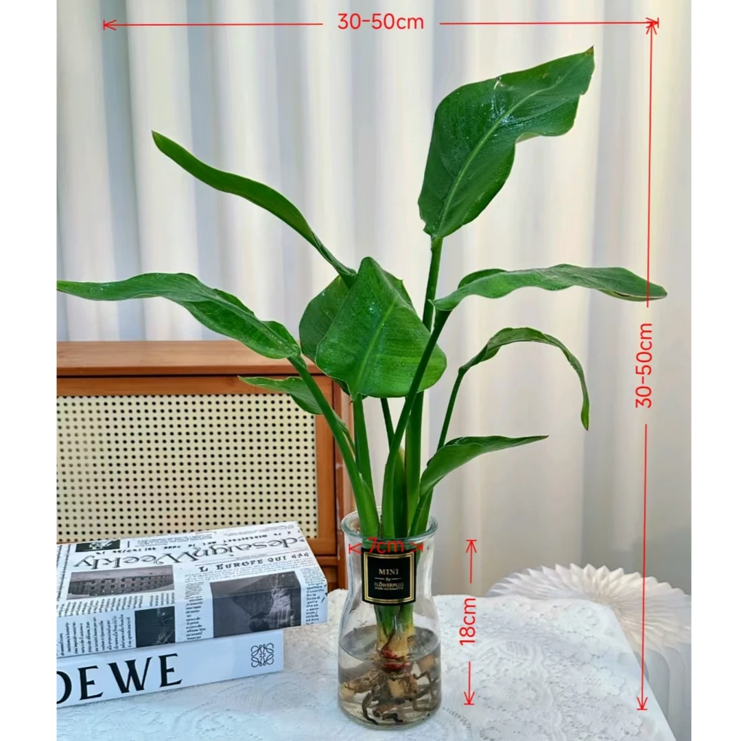 ZG带玻璃瓶水培天堂鸟净化空气桌面盆栽桌面盆栽30-50CM四季常青