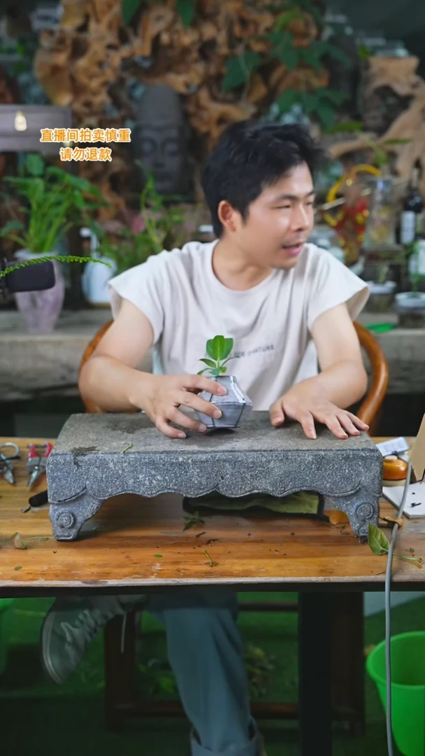 当前无花栽培后可以开花富贵榕201