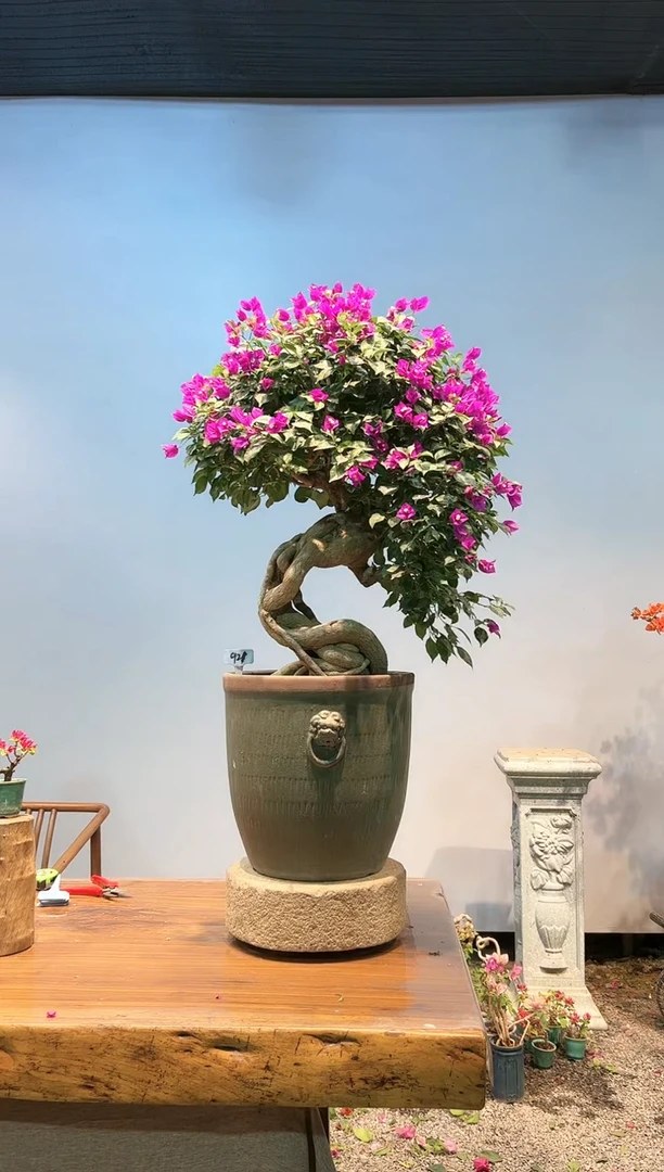 【闪购商品】aa921