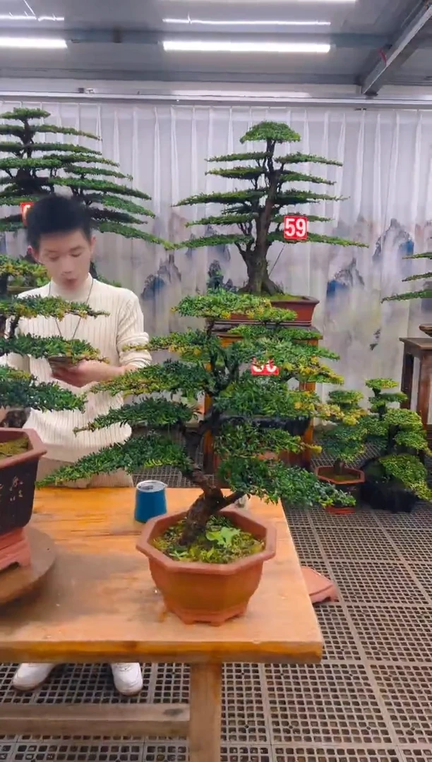 无花朵精品盆景直播间一物一拍