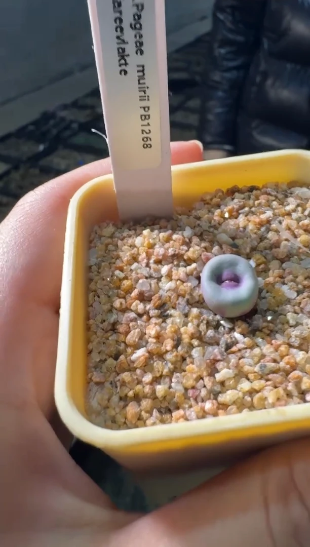 【天津专场】131多肉植物肉锥红嘴1颗