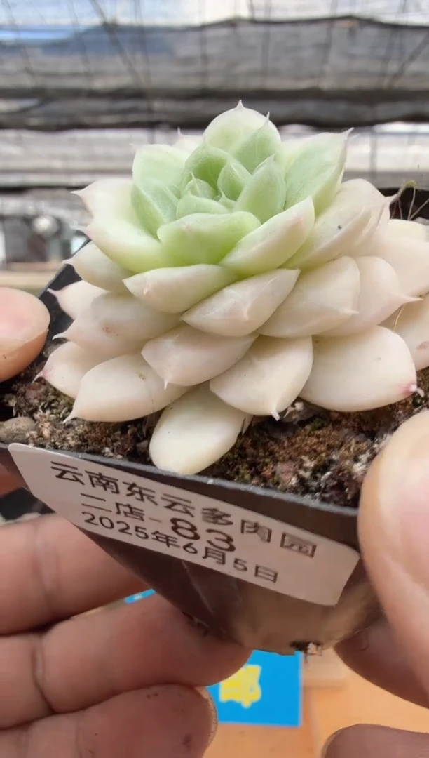 东云多肉园二店-83