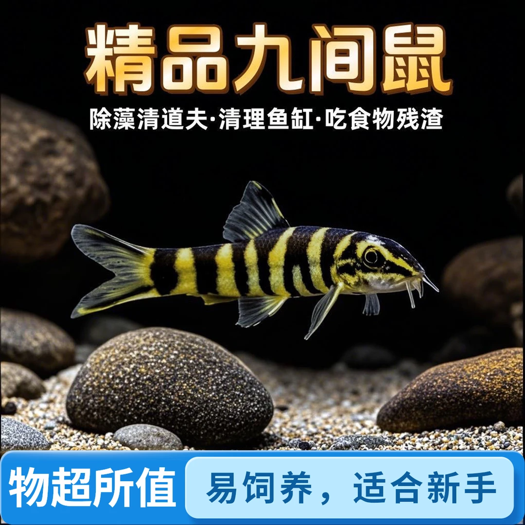 壮体沙鳅九间鼠原生冷水鱼副鳅底层工具鱼专吃残渣乌龟活体斗鱼